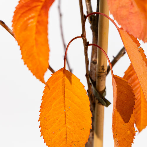 Черешня Валерий Чкалов купить в Нижнем Новгороде