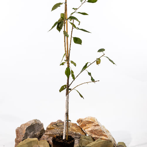 Черешня Витязь купить во Владимире