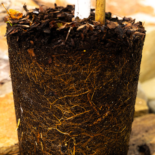 Черешня Витязь купить во Владимире