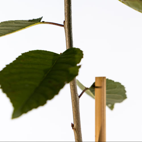 Черешня Витязь купить во Владимире