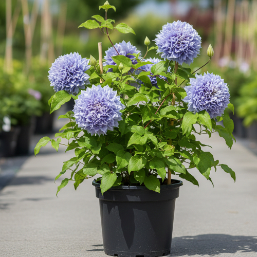 Клематис Азур Болл купить во Владимире