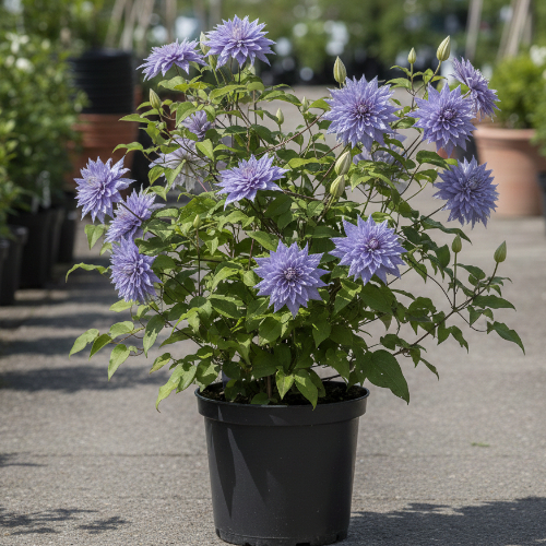 Клематис Блю Эксплоужн купить во Владимире