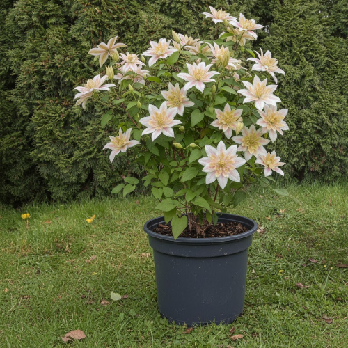 Клематис  Сен-но-Казе купить во Владимире