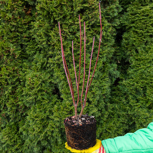 Дерен белый Аргентеомаргината купить в Нижнем Новгороде