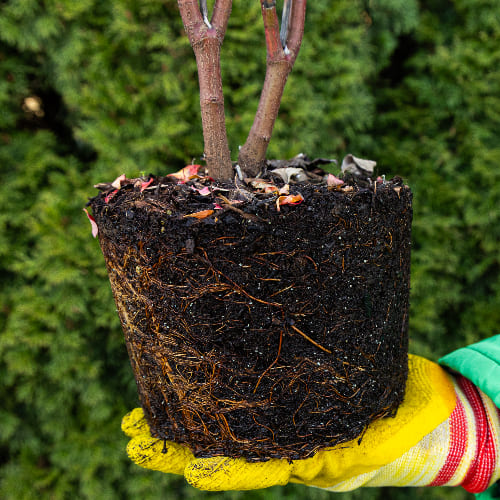 Дерен белый Аргентеомаргината купить в Нижнем Новгороде