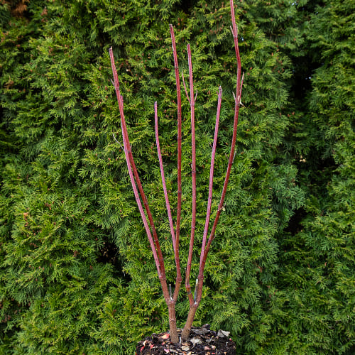 Дерен белый Аргентеомаргината купить в Нижнем Новгороде