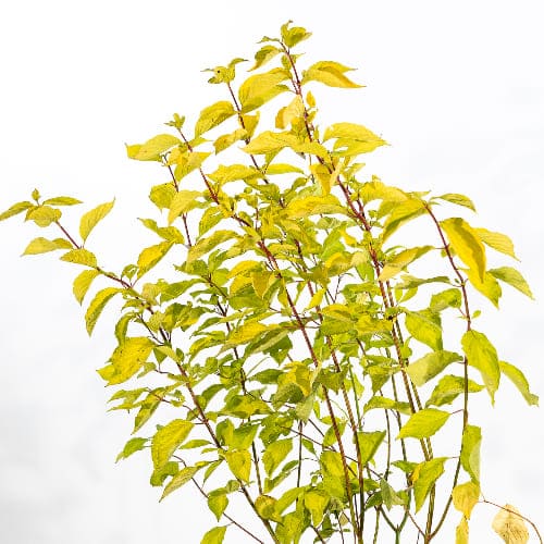 Дерен белый Аурея купить во Владимире