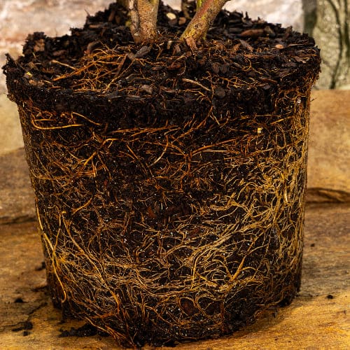 Дерен белый Аурея купить во Владимире