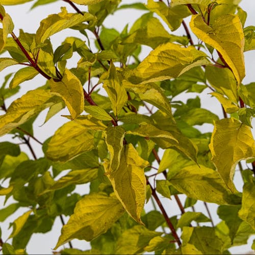 Дерен белый Аурея купить во Владимире