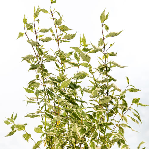 Дерен белый Элегантиссима купить во Владимире