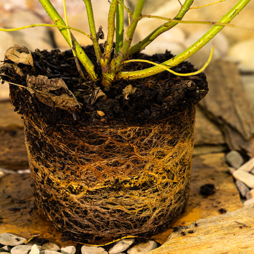 Дерен белый Элегантиссима купить во Владимире