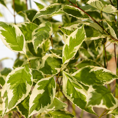 Дерен белый Элегантиссима купить во Владимире