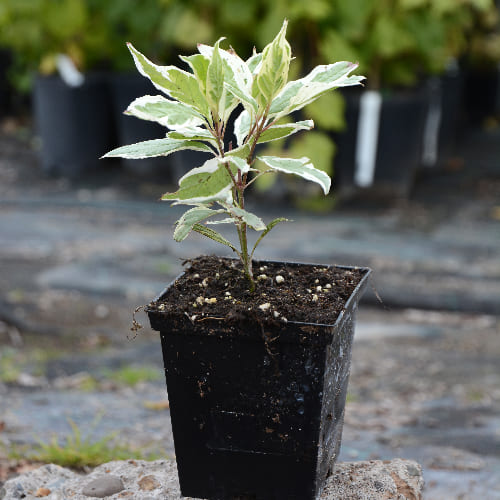 Дерен белый Элегантиссима купить во Владимире