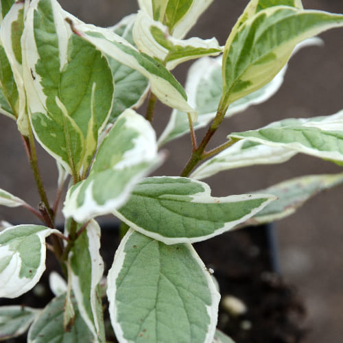 Дерен белый Элегантиссима купить во Владимире