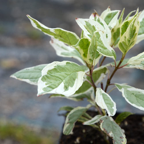 Дерен белый Элегантиссима купить во Владимире