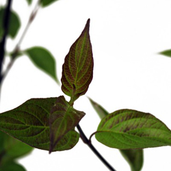 Дерен белый Кесселринги купить в Нижнем Новгороде