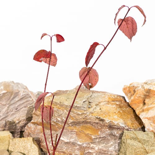 Дерен белый Сибирика купить во Владимире