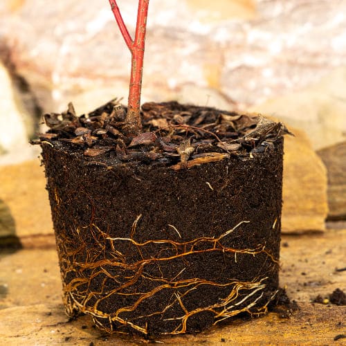 Дерен белый Сибирика купить во Владимире