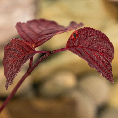 Дерен белый Сибирика купить во Владимире