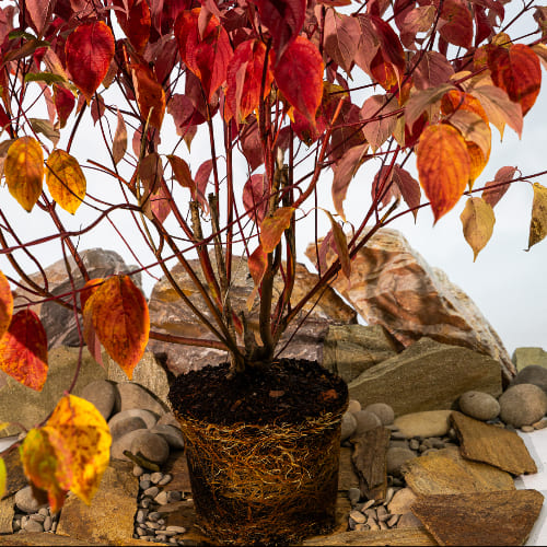 Дерен белый Сибирика купить во Владимире