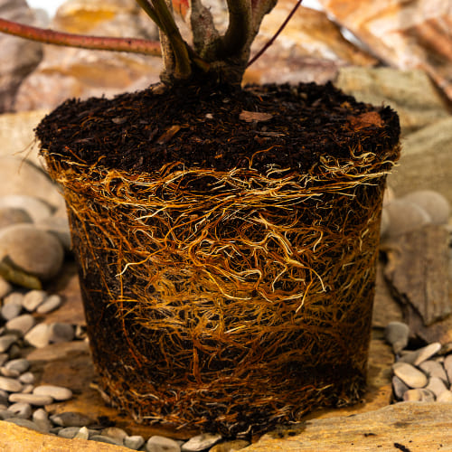 Дерен белый Сибирика купить во Владимире