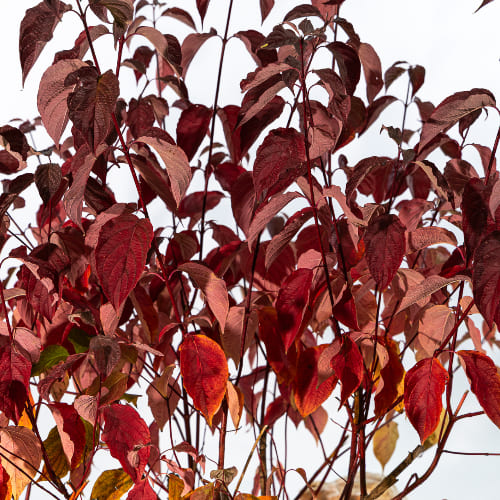 Дерен белый Сибирика купить во Владимире