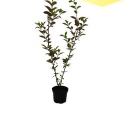 Дерен белый Вестонбёт купить в Нижнем Новгороде