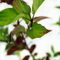 Дерен белый Вестонбёт купить в Нижнем Новгороде