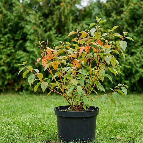 Дерен красный Меджик Флейм купить во Владимире