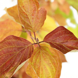 Дерен красный Меджик Флейм купить во Владимире