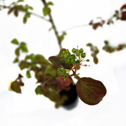 Дерен красный  купить в Нижнем Новгороде