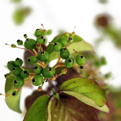 Дерен красный  купить в Нижнем Новгороде