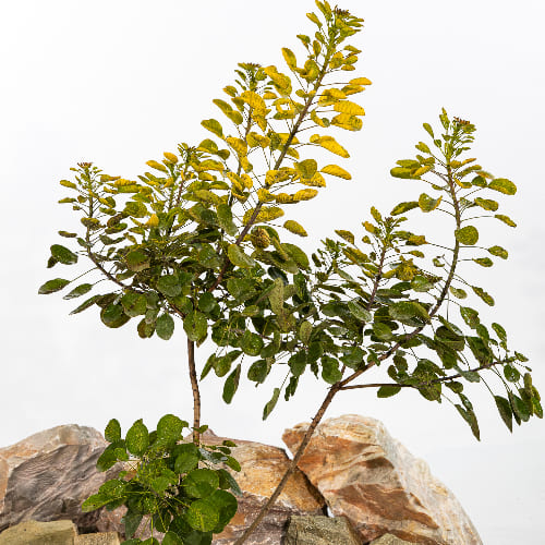 Скумпия кожевенная Голден Спирит купить в Нижнем Новгороде