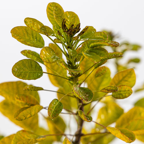 Скумпия кожевенная Голден Спирит купить в Нижнем Новгороде
