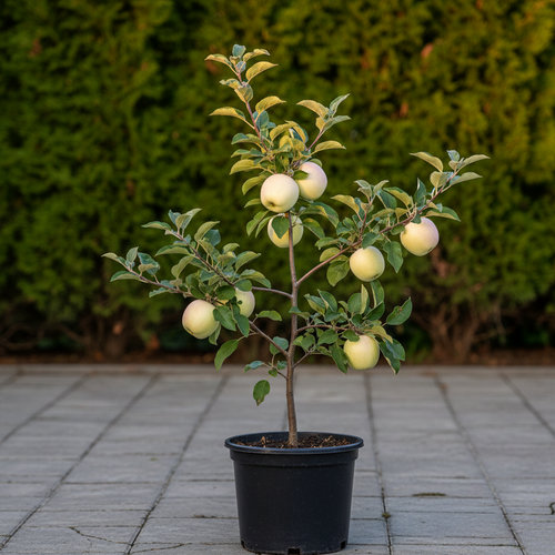 Дерево-сад Яблоня Белый налив, Грушовка Московская ИЛИ Коричное полосатое купить во Владимире