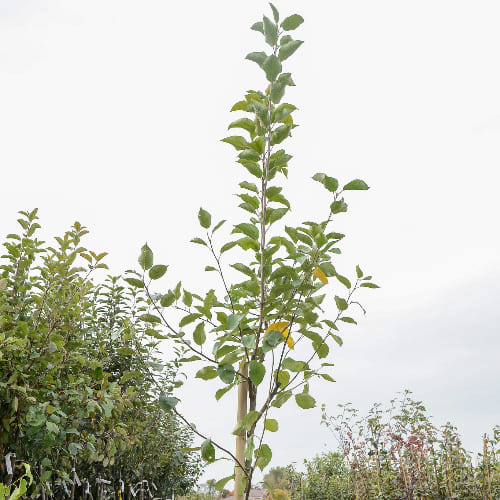 Дерево-сад Яблоня Белый налив, Грушовка Московская ИЛИ Коричное полосатое купить во Владимире