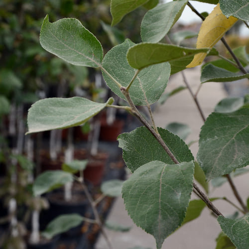 Дерево-сад Яблоня Белый налив, Грушовка Московская ИЛИ Коричное полосатое купить во Владимире