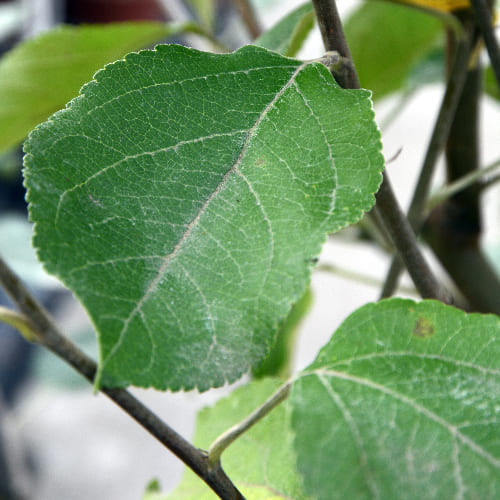 Дерево-сад Яблоня Белый налив, Грушовка Московская ИЛИ Коричное полосатое купить во Владимире