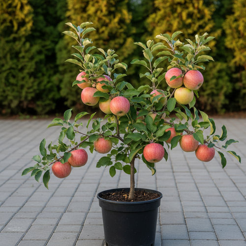 Дерево-сад Яблоня Мелба, прив. Конфетное купить во Владимире