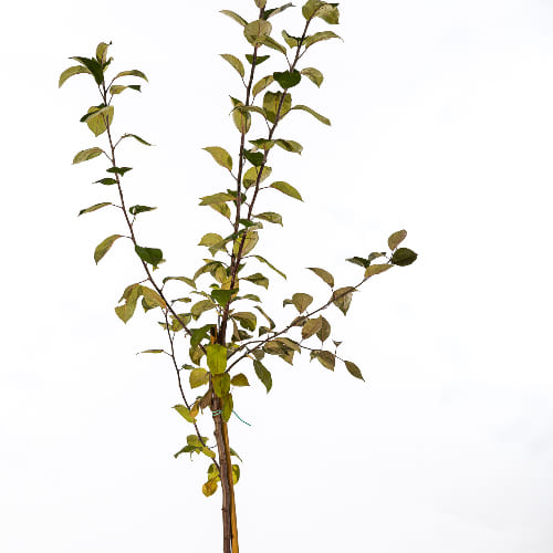 Дерево-сад Яблоня Мелба, прив. Конфетное купить во Владимире