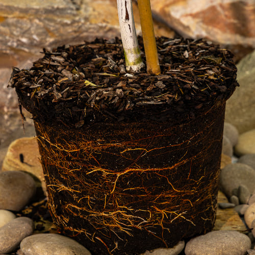 Дерево-сад Яблоня Мелба, прив. Конфетное купить во Владимире