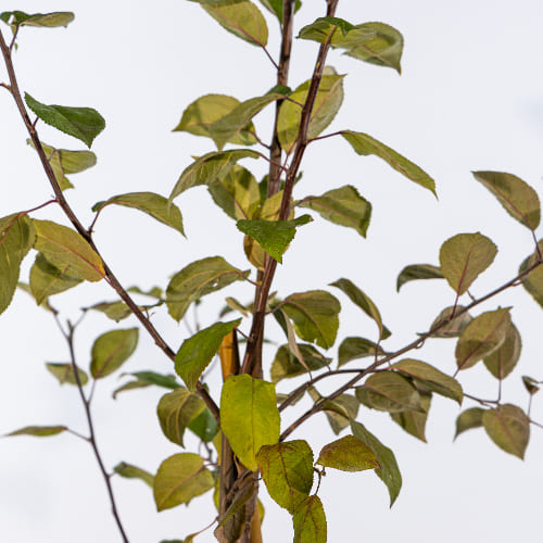 Дерево-сад Яблоня Мелба, прив. Конфетное купить во Владимире