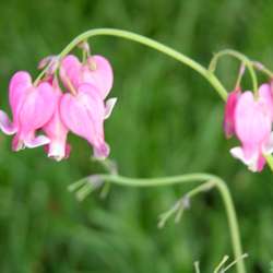 Дицентра формозская Эдриан Блюм купить в Нижнем Новгороде