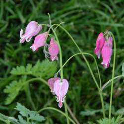 Дицентра формозская Эдриан Блюм купить в Нижнем Новгороде