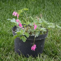 Дицентра формозская Эдриан Блюм купить в Нижнем Новгороде