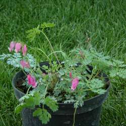 Дицентра формозская Эдриан Блюм купить в Нижнем Новгороде