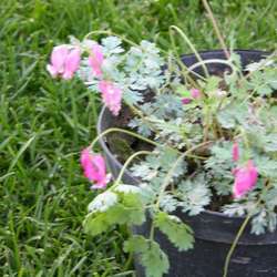 Дицентра формозская Эдриан Блюм купить в Нижнем Новгороде