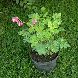 Дицентра формозская Лакжьюриэнт купить в Нижнем Новгороде