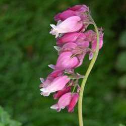 Дицентра формозская Лакжьюриэнт купить в Нижнем Новгороде