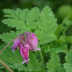 Дицентра формозская Лакжьюриэнт купить в Нижнем Новгороде
